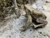 crapaud.webp, mars 2025