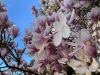 magnolia.webp, avril 2025